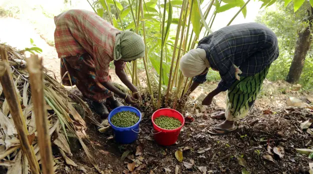 Organic Products Manufacturer in India